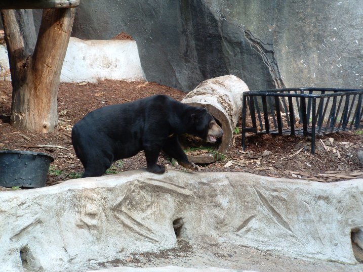 L'ours malais — free download